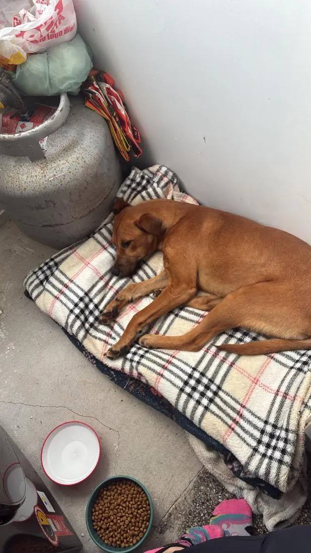 Cachorro raça SRD-ViraLata idade 7 a 11 meses nome Caramelo