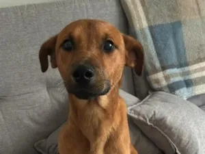 Cachorro raça SRD-ViraLata idade 7 a 11 meses nome Caramelo
