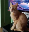 Félix