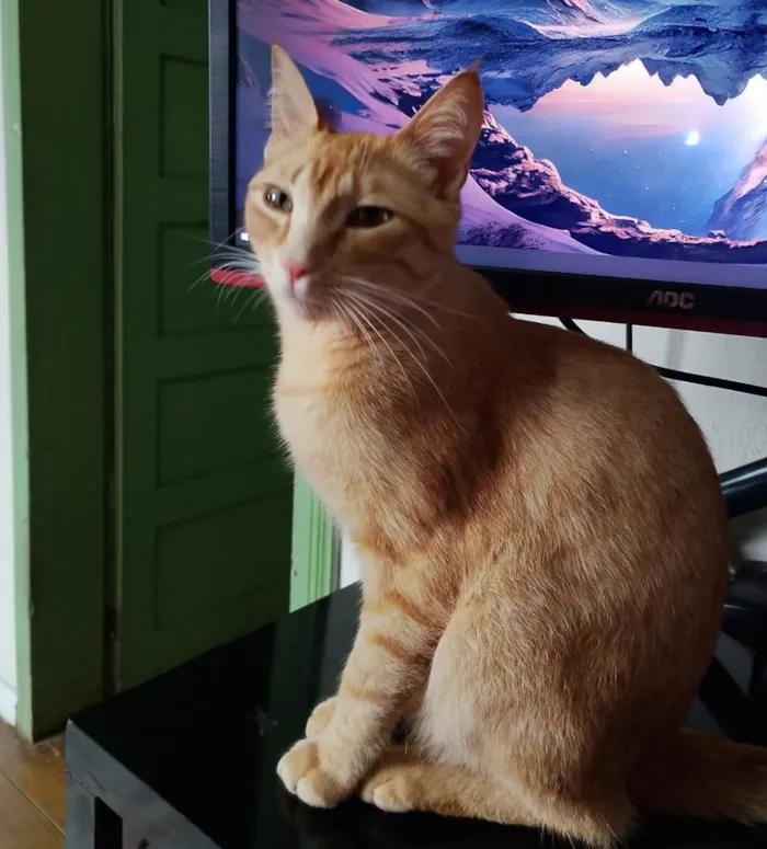 Gato raça SRD-ViraLata idade 1 ano nome Félix