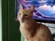 Félix