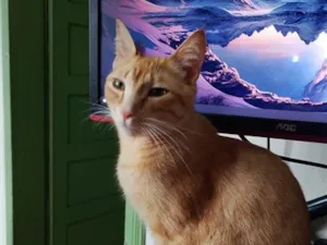 Gato raça SRD-ViraLata idade 1 ano nome Félix
