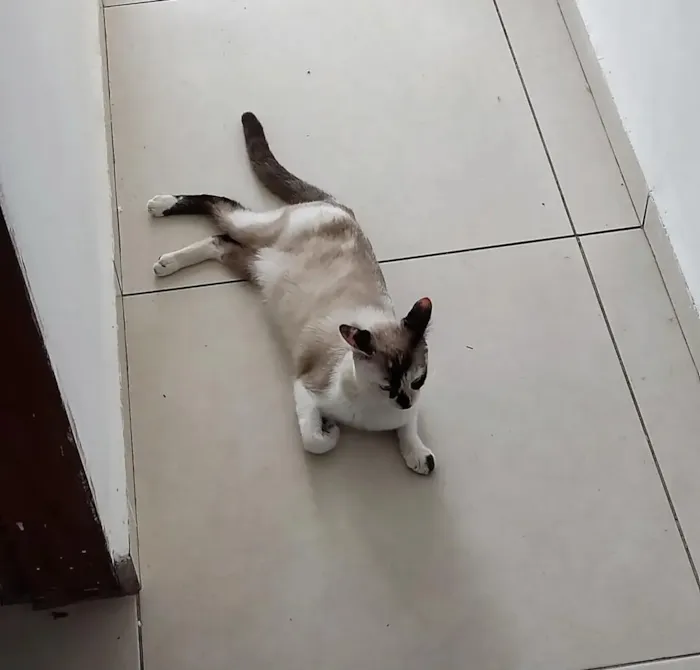 Gato raça SRD-ViraLata idade 1 ano nome Elly