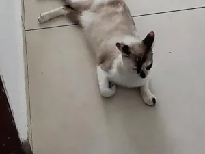 Gato raça SRD-ViraLata idade 1 ano nome Elly
