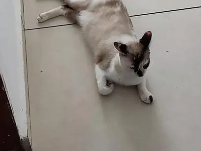 Gato raça SRD-ViraLata idade 1 ano nome Elly