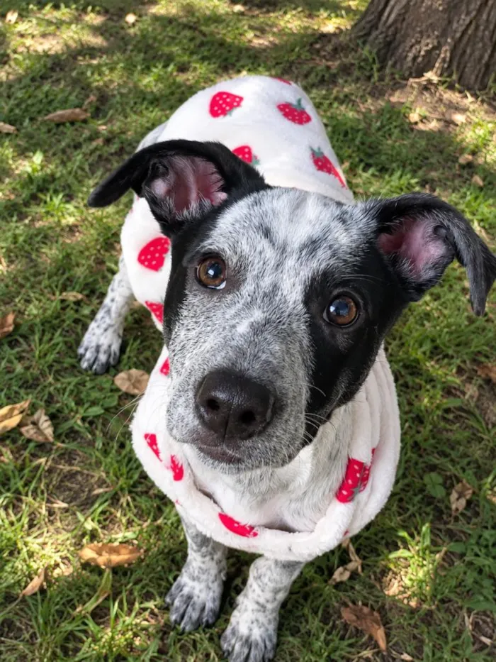 Cachorro raça SRD-ViraLata idade 1 ano nome Falar com Sarah - Whats 11 98772-3922