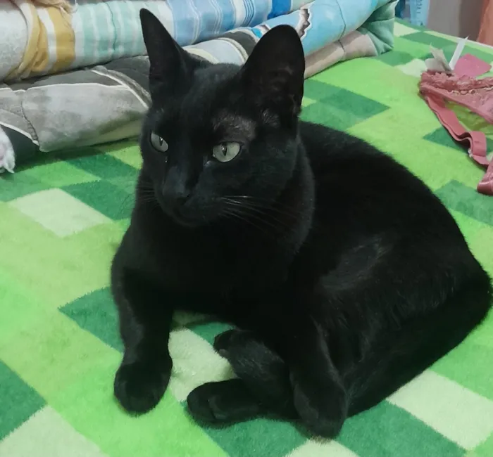 Gato raça SRD-ViraLata idade 1 ano nome Falar com Valci - Whats 11 91743-8885