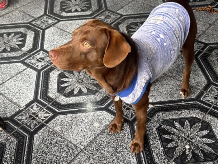 Cachorro raça SRD-ViraLata idade 3 anos nome Falar com Julya - Whats 11 93742-1018