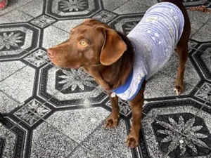 Cachorro raça SRD-ViraLata idade 3 anos nome Falar com Julya - Whats 11 93742-1018