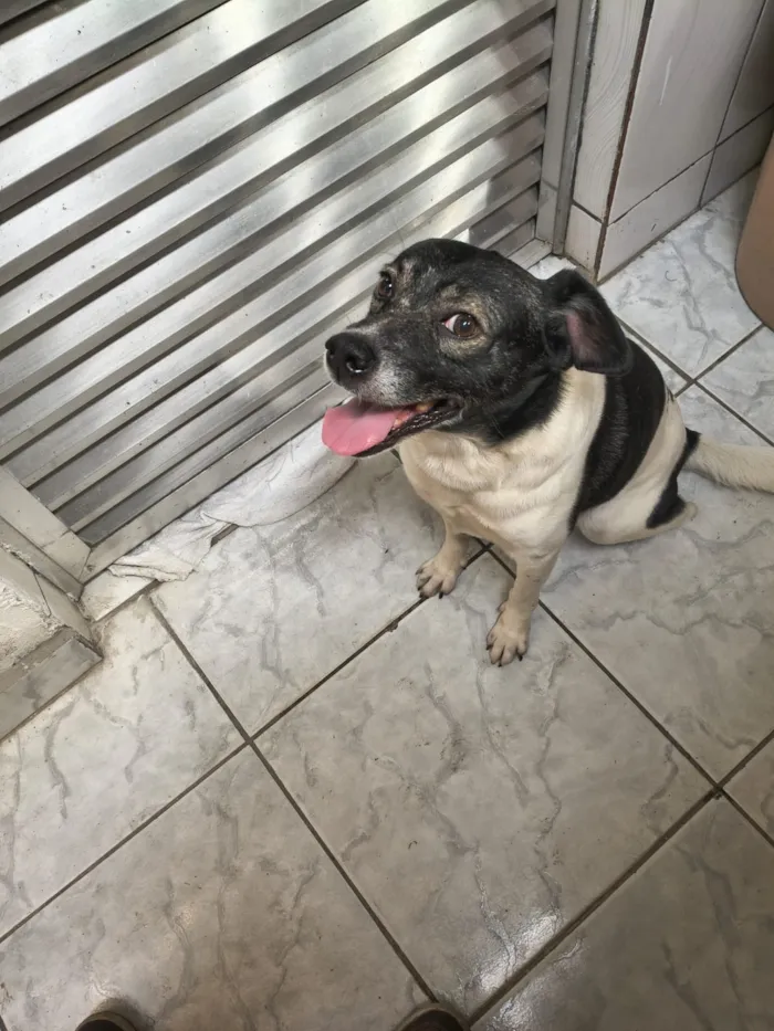 Cachorro raça SRD-ViraLata idade 3 anos nome Falar com Jorge - Whats 13 97822-4268
