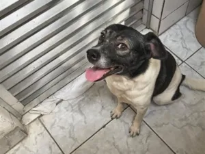 Cachorro raça SRD-ViraLata idade 3 anos nome Falar com Jorge - Whats 13 97822-4268