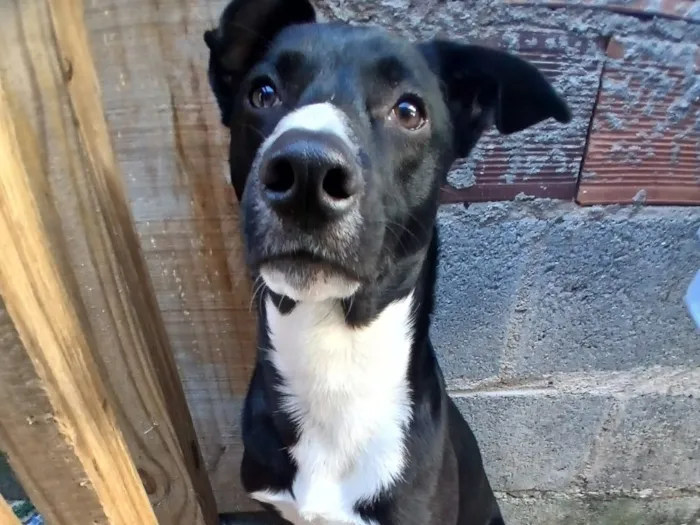 Cachorro raça SRD-ViraLata idade 6 ou mais anos nome Falar com Vanderlei - 11 97057-2468