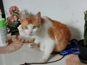 Gato raça SRD-ViraLata idade 2 a 6 meses nome Falar com Maria - Whats 11 94101-7172