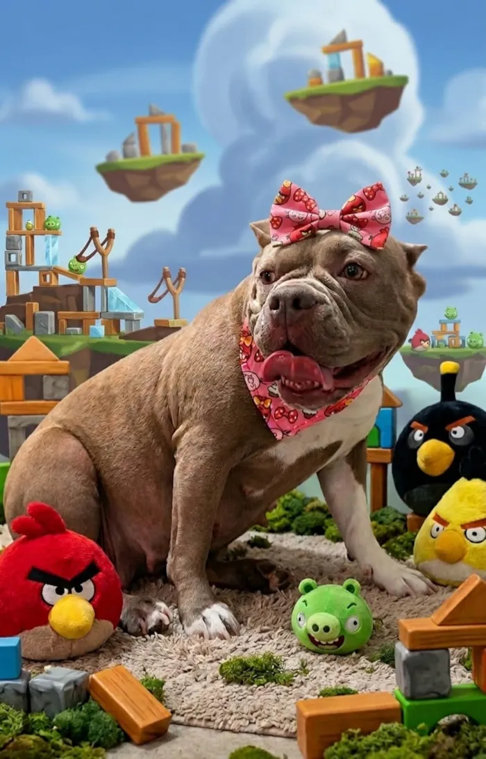 Cachorro raça SRD-ViraLata idade 2 anos nome Falar com Bruna - Whats 11 98465-5420