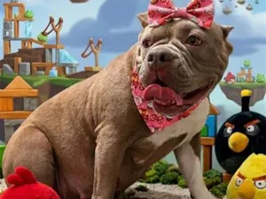 Cachorro raça SRD-ViraLata idade 2 anos nome Falar com Bruna - Whats 11 98465-5420