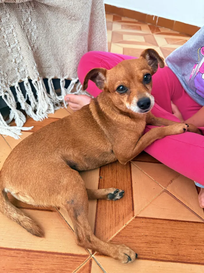Cachorro raça SRD-ViraLata idade 1 ano nome Falar com Viviane - Whats 11 98798-0253