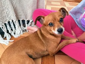 Cachorro raça SRD-ViraLata idade 1 ano nome Falar com Viviane - Whats 11 98798-0253