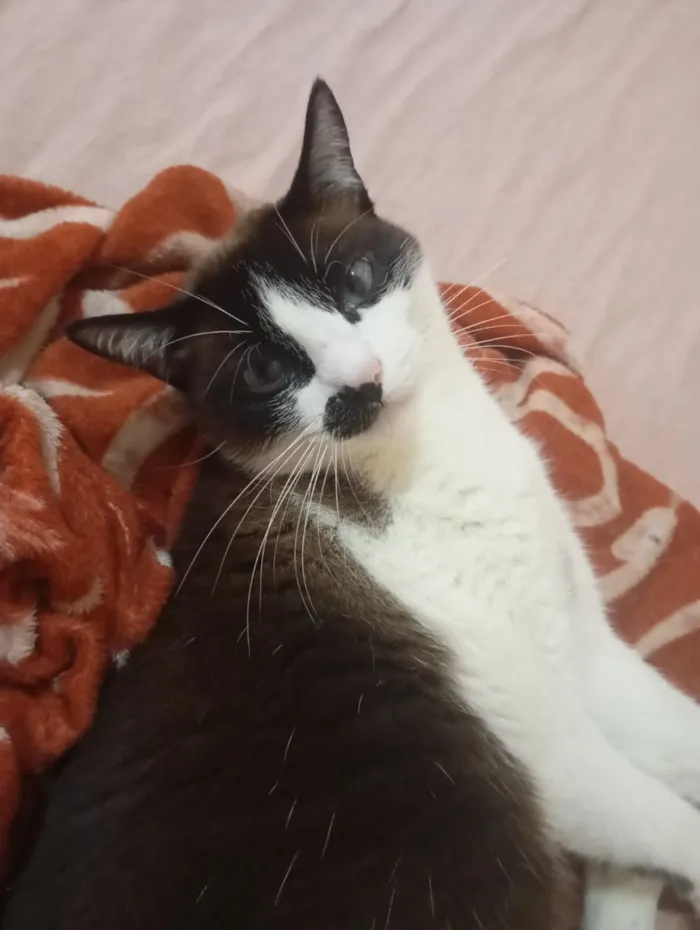 Gato raça SRD-ViraLata idade 6 ou mais anos nome Falar com Renata - Whats 11 98784-0587