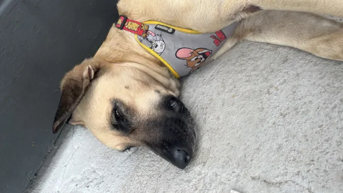 Cachorro raça SRD-ViraLata idade 2 anos nome Falar com Barbara - Whats 11 97064-0536