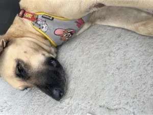 Cachorro raça SRD-ViraLata idade 2 anos nome Falar com Barbara - Whats 11 97064-0536