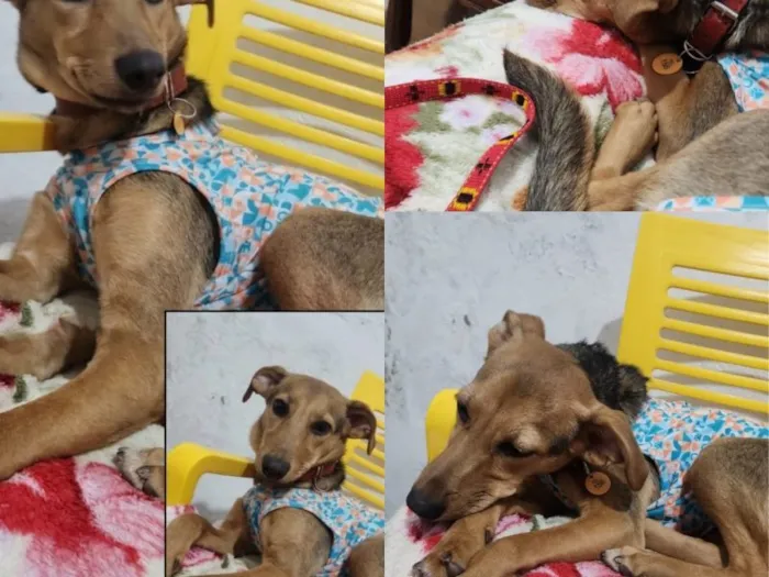 Cachorro raça SRD-ViraLata idade 7 a 11 meses nome Falar com Helena - Whats 11 95921-2208