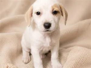 Cachorro raça SRD-ViraLata idade Abaixo de 2 meses nome Falar com Davi - Whats 11 95439-0740