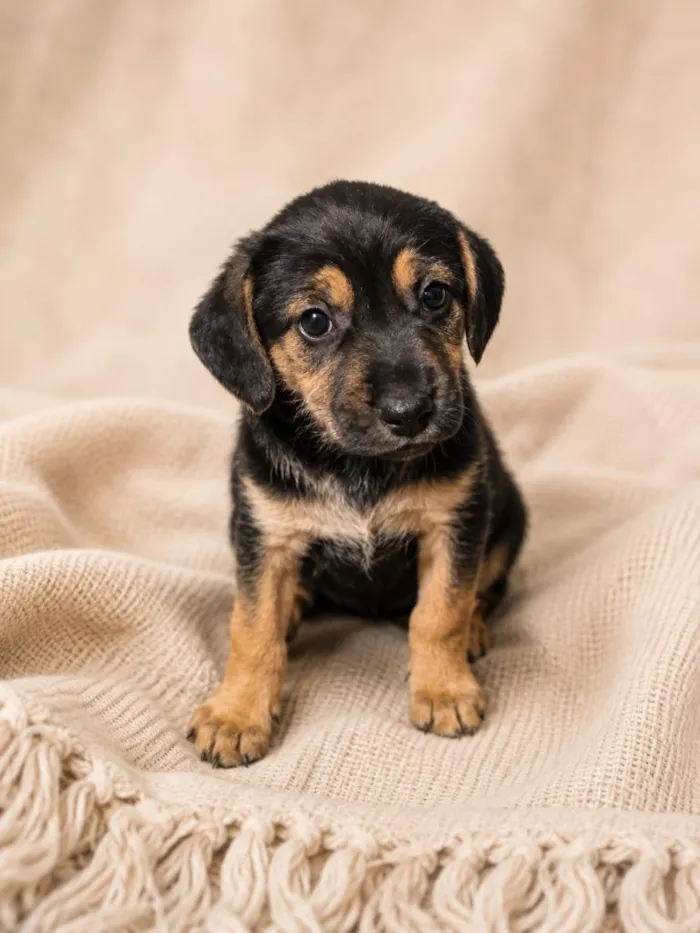 Cachorro raça SRD-ViraLata idade Abaixo de 2 meses nome Falar com Davi - Whats 11 95439-0740