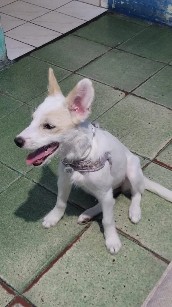 Cachorro raça SRD-ViraLata idade Abaixo de 2 meses nome Falar com Davi - Whats 11 95439-0740