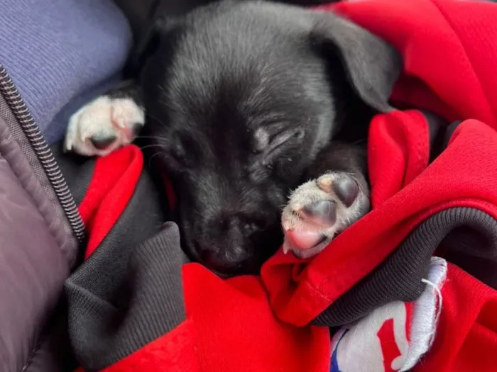 Cachorro raça SRD-ViraLata idade Abaixo de 2 meses nome Falar com Gabriel - Whats 11 98577-6315