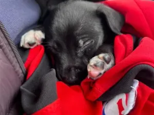 Cachorro raça SRD-ViraLata idade Abaixo de 2 meses nome Falar com Gabriel - Whats 11 98577-6315