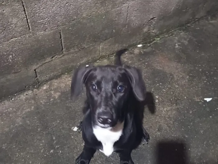 Cachorro raça SRD-ViraLata idade 1 ano nome Falar com Yasmin - Whats 11 99381-4669