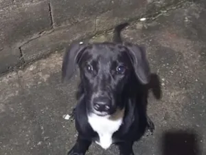 Cachorro raça SRD-ViraLata idade 1 ano nome Falar com Yasmin - Whats 11 99381-4669