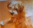  Falar com Rosimeire - Whats 11 96052-0604