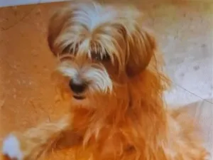 Cachorro raça SRD-ViraLata idade 2 anos nome  Falar com Rosimeire - Whats 11 96052-0604