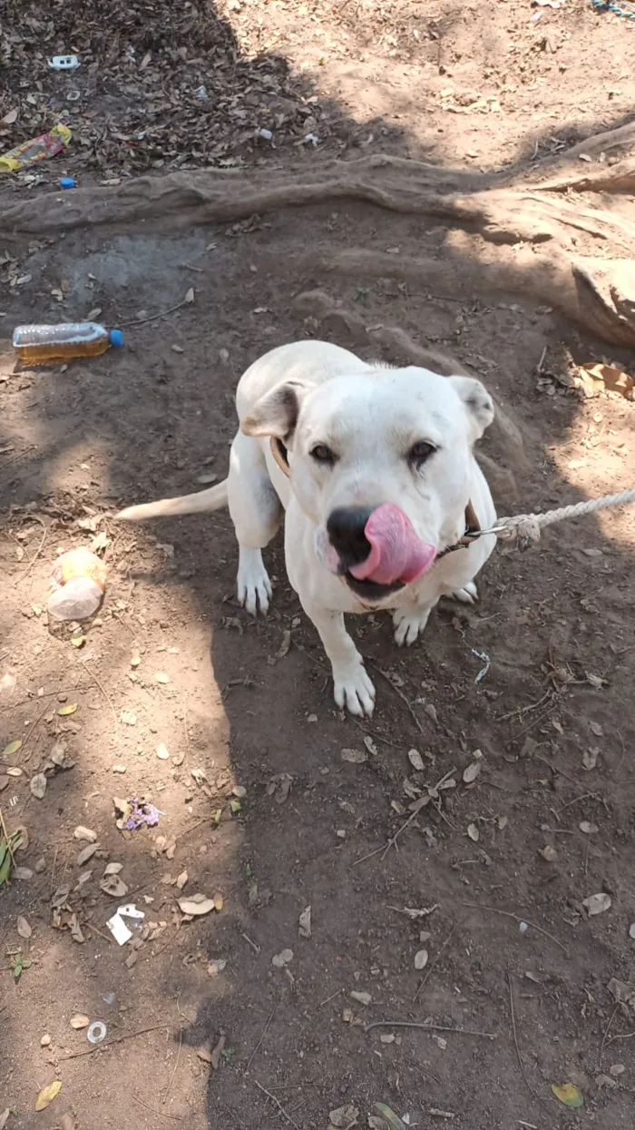 Cachorro raça SRD-ViraLata idade 3 anos nome Falar com Salvador - Whats 11 99545-2686