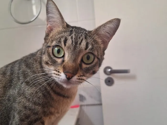 Gato raça SRD-ViraLata idade 2 anos nome Falar com Juliana - Whats 11 94232-6358