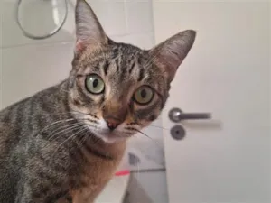 Gato raça SRD-ViraLata idade 2 anos nome Falar com Juliana - Whats 11 94232-6358