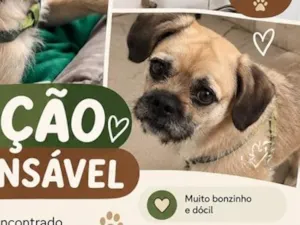Cachorro raça SRD-ViraLata idade 6 ou mais anos nome Falar com Gabriela - Whats 11 99371-3376