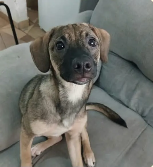 Cachorro raça SRD-ViraLata idade 2 a 6 meses nome Falar com Ana - Whats 11 98734-8496