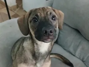 Cachorro raça SRD-ViraLata idade 2 a 6 meses nome Falar com Ana - Whats 11 98734-8496