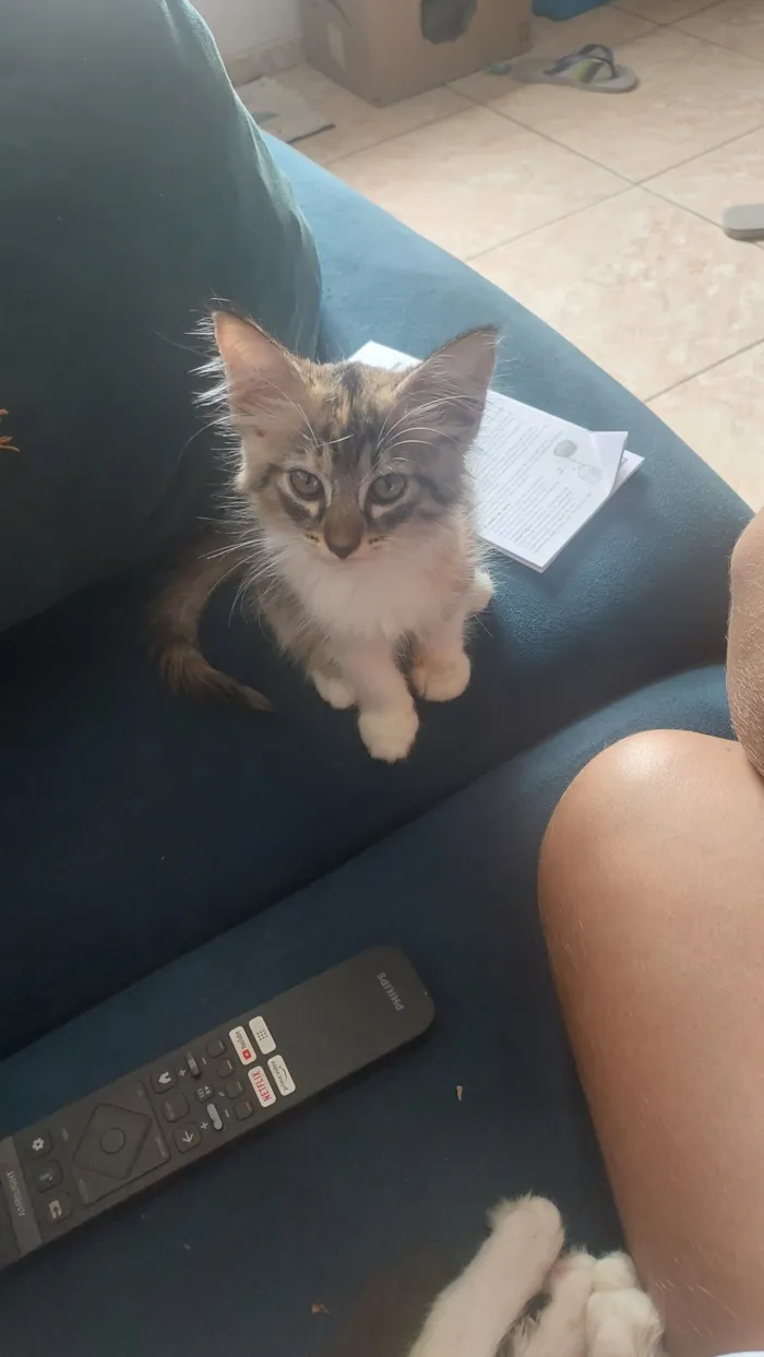 Gato raça SRD-ViraLata idade 2 a 6 meses nome Aurora