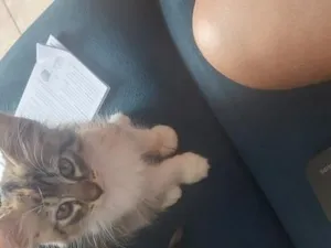 Gato raça SRD-ViraLata idade 2 a 6 meses nome Aurora