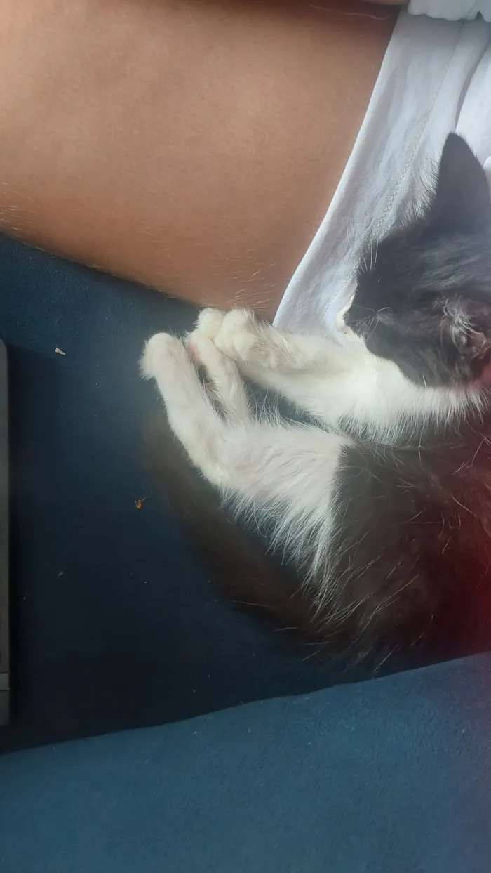 Gato raça SRD-ViraLata idade 2 a 6 meses nome Loki