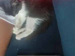 Gato raça SRD-ViraLata idade 2 a 6 meses nome Loki