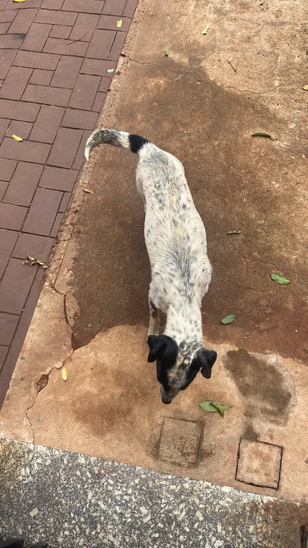 Cachorro raça SRD-ViraLata idade 1 ano nome Lili