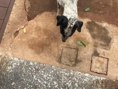 Cachorro raça SRD-ViraLata idade 1 ano nome Lili
