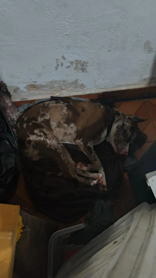 Cachorro raça SRD-ViraLata idade 1 ano nome Bailey