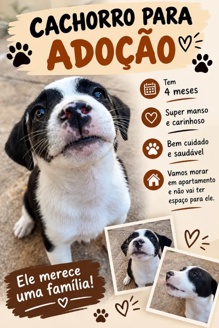 Cachorro raça SRD-ViraLata idade 2 a 6 meses nome Bartolomeu