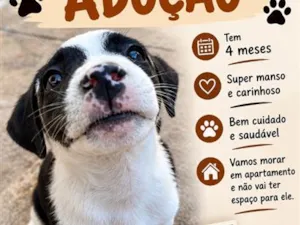 Cachorro raça SRD-ViraLata idade 2 a 6 meses nome Bartolomeu