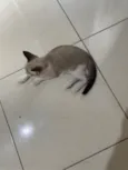 Lua